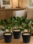 Artificial Money Plant Succulent | Dark Green | 15 cm | Set of 3