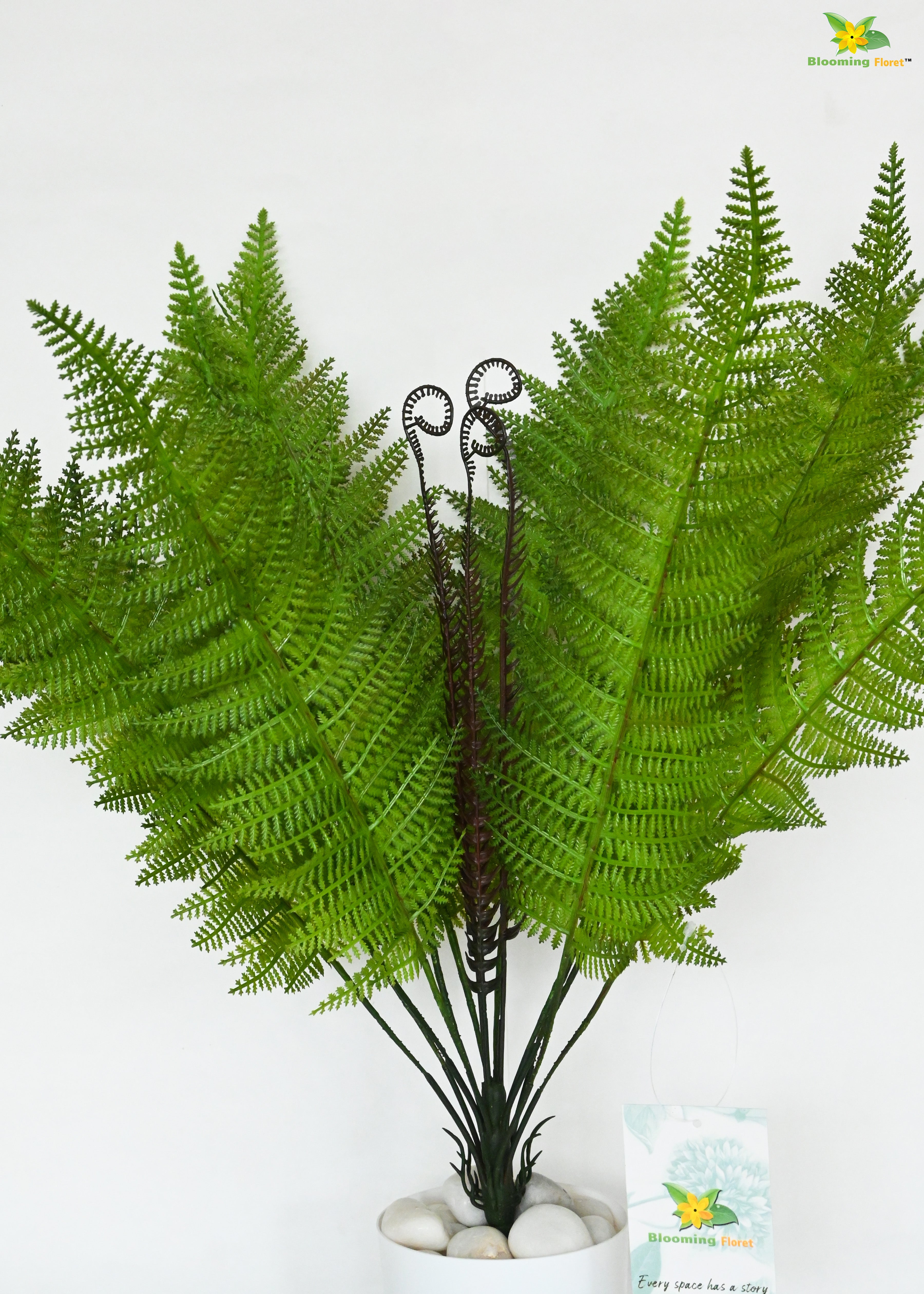 Evergreen Foliage Wood Fern Plant | Dark Green