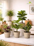 Modern Grace Poly Planter | Mustard Yellow | 15 cm | Set of 5
