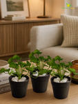 Lush Leaf Pennywort Artificial Succulent | Light Green & White Patterned | 14 cm | Set of 3