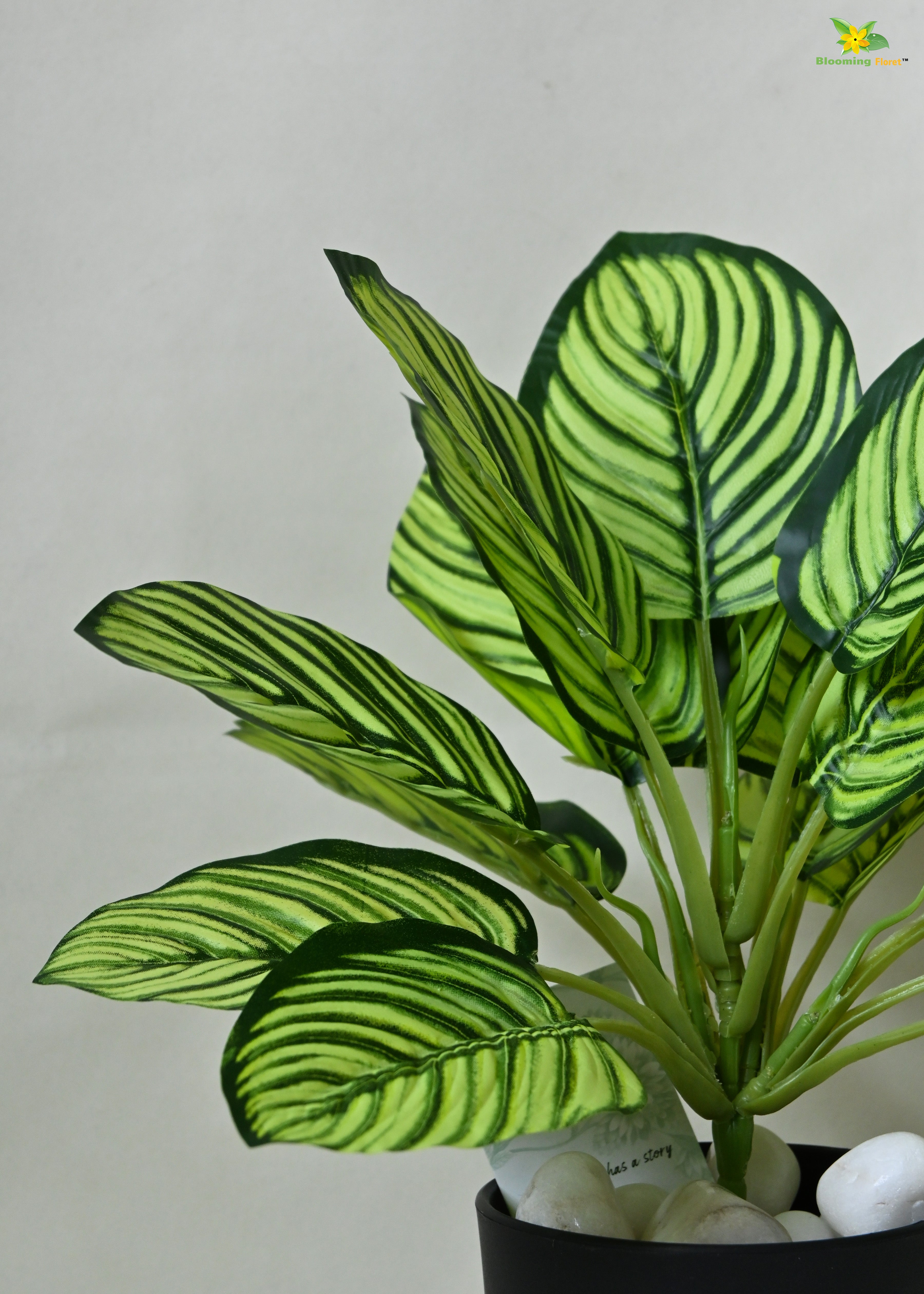 Exquisite Calathea Ornata Plant