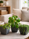 Coarse Textured Square Planter Pot | 15 cm | Set of 3