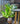 Artificial Calathea Zebrina Plant for Decor | 21 Leaves with Basic Pot | 78.7 cm