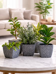 Coarse Textured Square Planter Pot | 13 cm | Set of 5