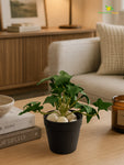 Artificial Ivy Succulent | Dark Green | 10 cm