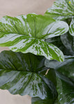 Artificial Caladium Plant for Decor | 12 Leaves with Basic Pot | 65 cm