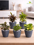 Diamond Pattern Round Planter | 13 cm | Set of 5