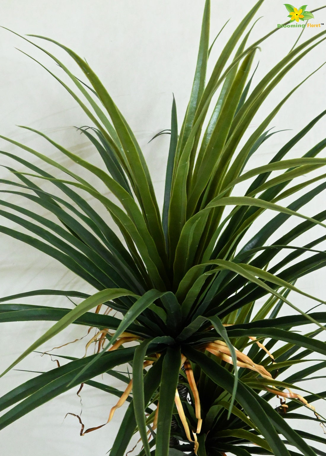 Artificial Yucca Plant | 167.6 cm Tall | Without Pots