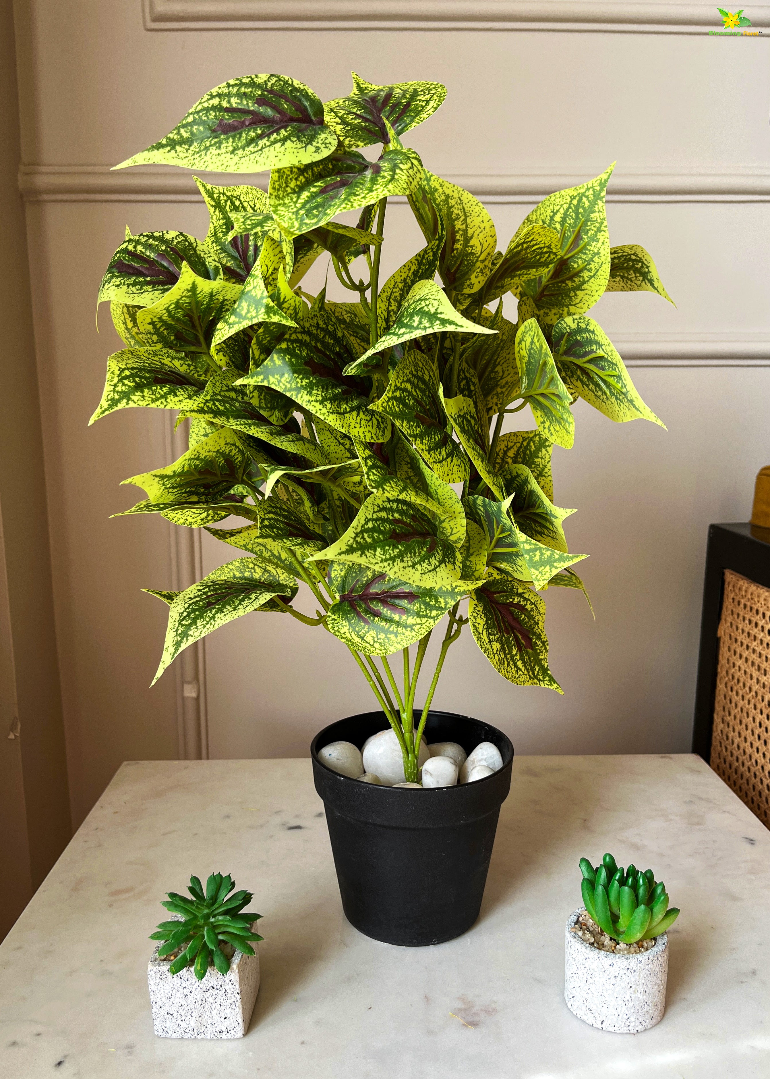 Artificial Dragon Heart Coleus Plant for Decor | with Basic Pot | 48.3 cm