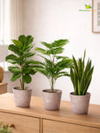 Modern Grace Poly Planter | Brown |15 cm | Set of 3