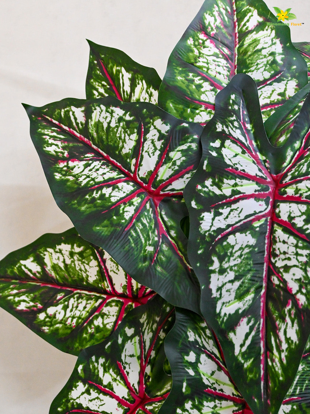 Tropical Beauty Caladium Plant