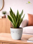 Vivid Tie-Dye Planter | Blue | 12 cm