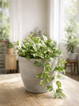 Decorative Pots |Light Brown | 12 cm