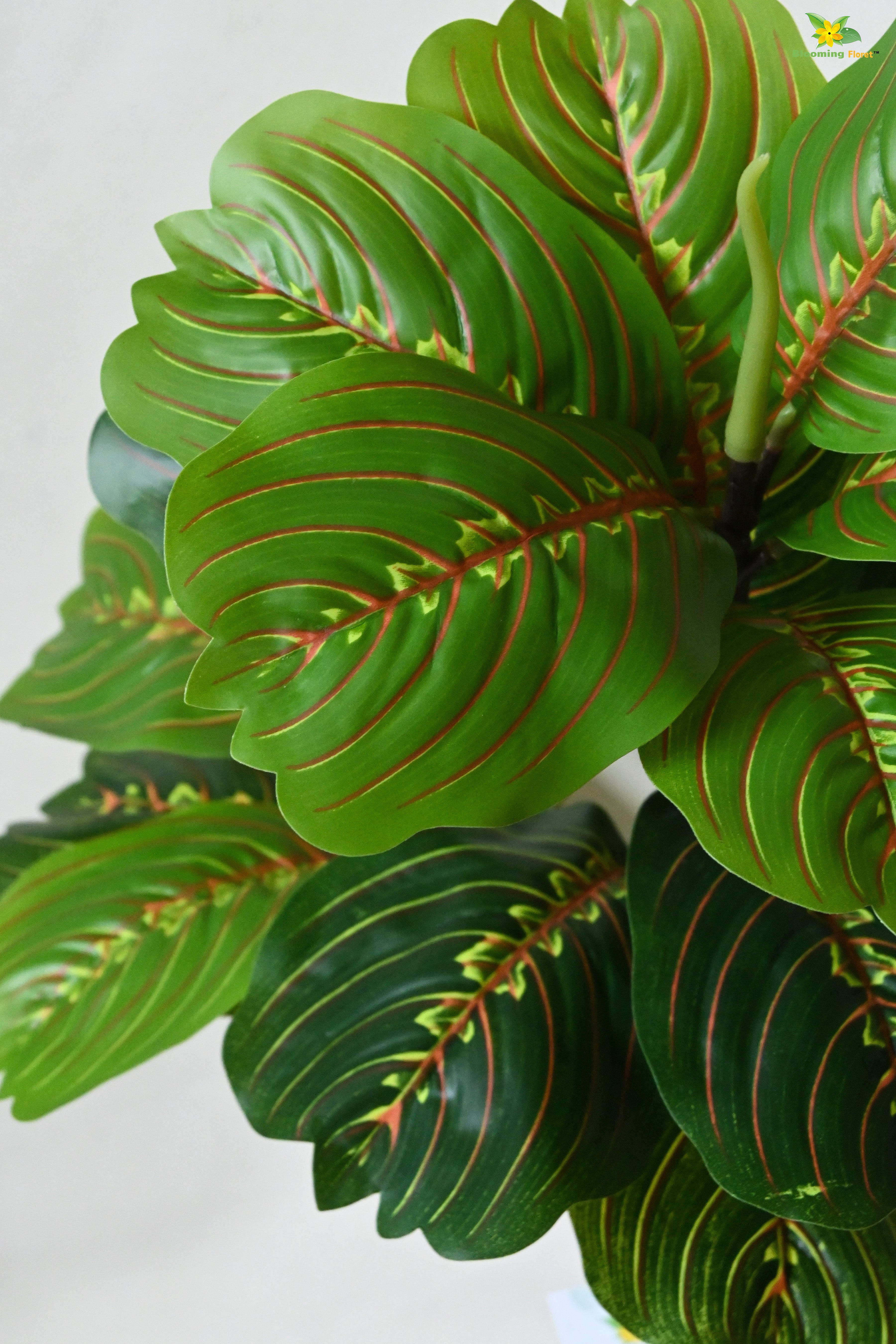 HarmonyLeaf Prayer Plant