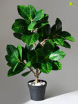 Verdant Delight Fig Plant - 68.5 cm, Real Life Leaves
