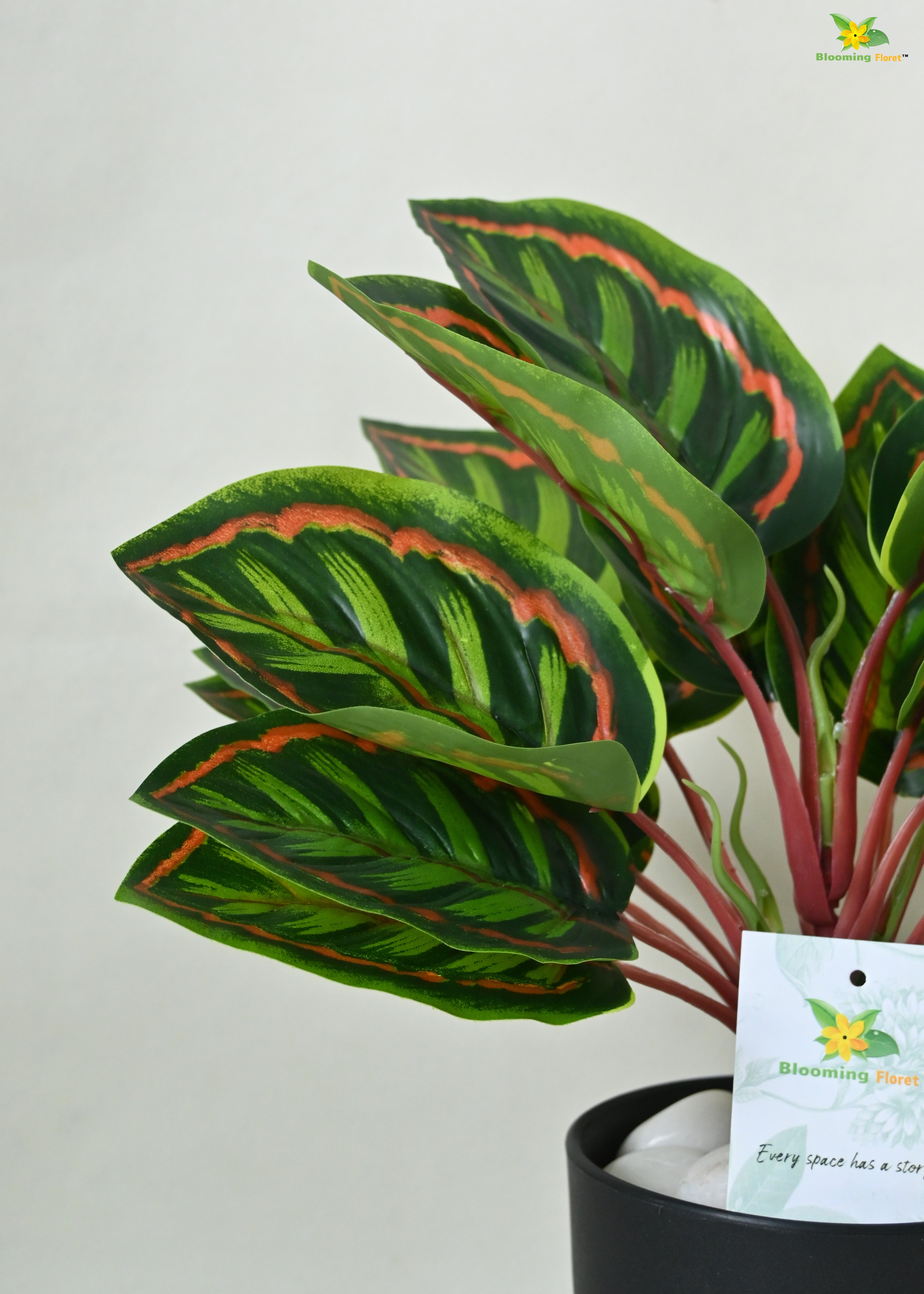 Enchantaflora Calathea Roseopicta Plant | Red Veins