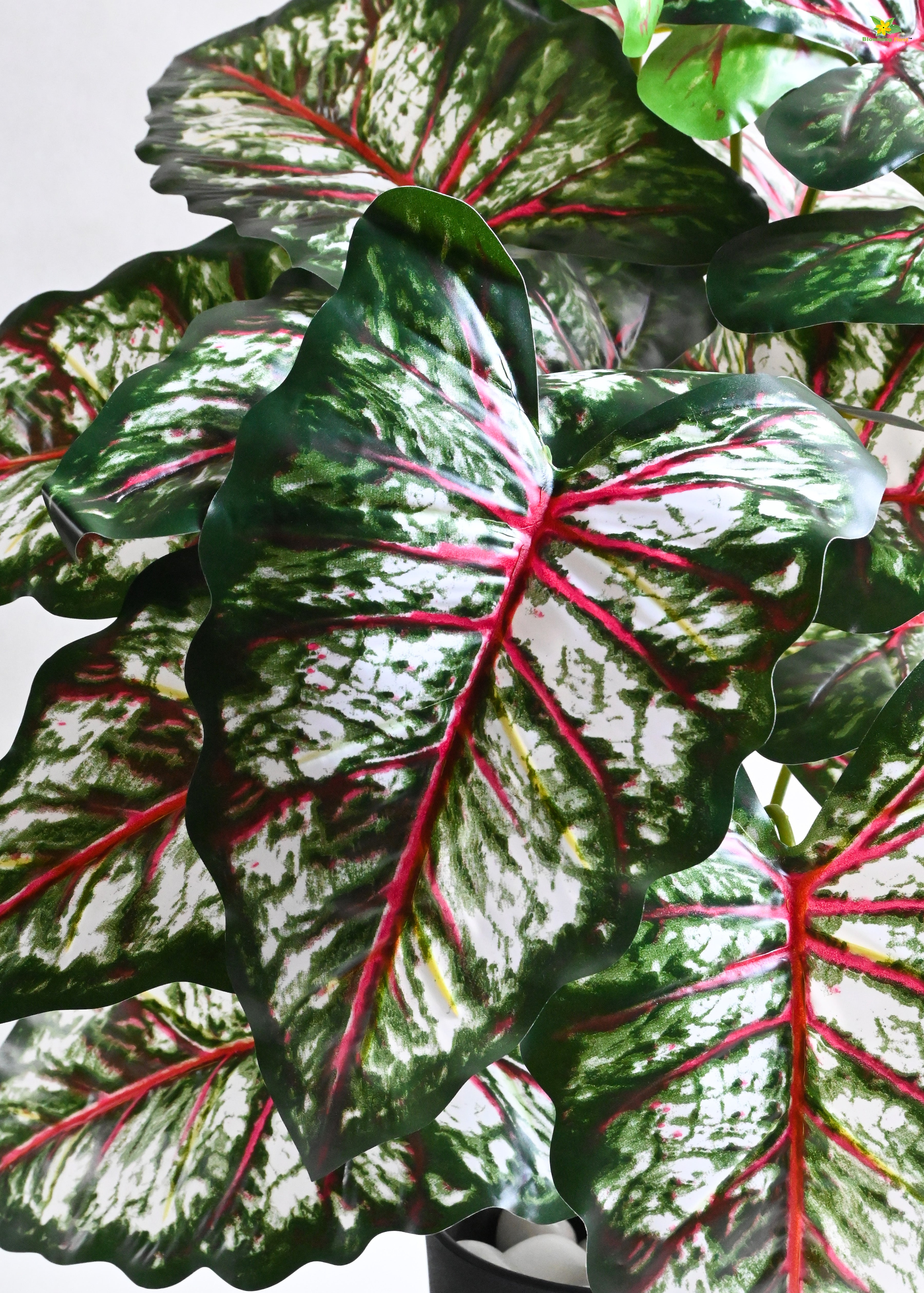 Artificial Tropical Caladium Plant for Decor | 18 Leaves with Basic Pot | 78.7 cm