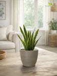 Decorative Pots | Light Brown | 15 cm
