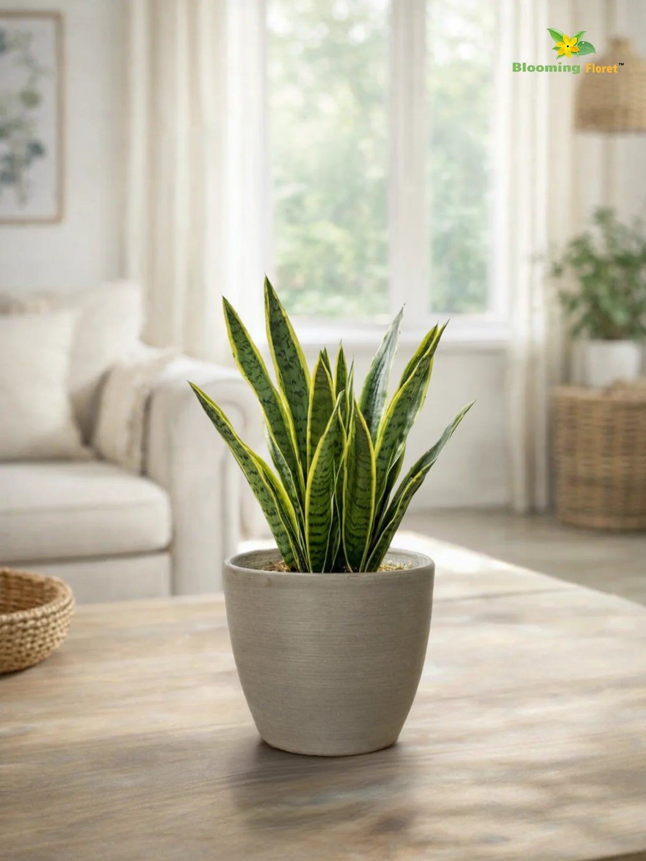 Decorative Pots | Light Brown | 15 cm