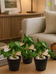 Artificial Ivy Succulent | Green | Small Leaves | 10 cm | Set of 3