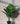  Artificial Dieffenbachia Plant for Decor 12 Leaves with Basic Pot | 63.5 cm