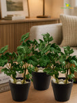 Artificial Mini Monstera Succulent | Light Green | 15 cm | Set of 3
