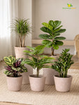Modern Grace Poly Planter | Brown |15 cm | Set of 5