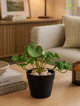 Lush Leaf Pennywort Artificial Succulent | Dark Green & White | 14 cm