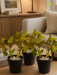 Artificial Money Plant Succulent | Army Green | 15 cm | Set of 3