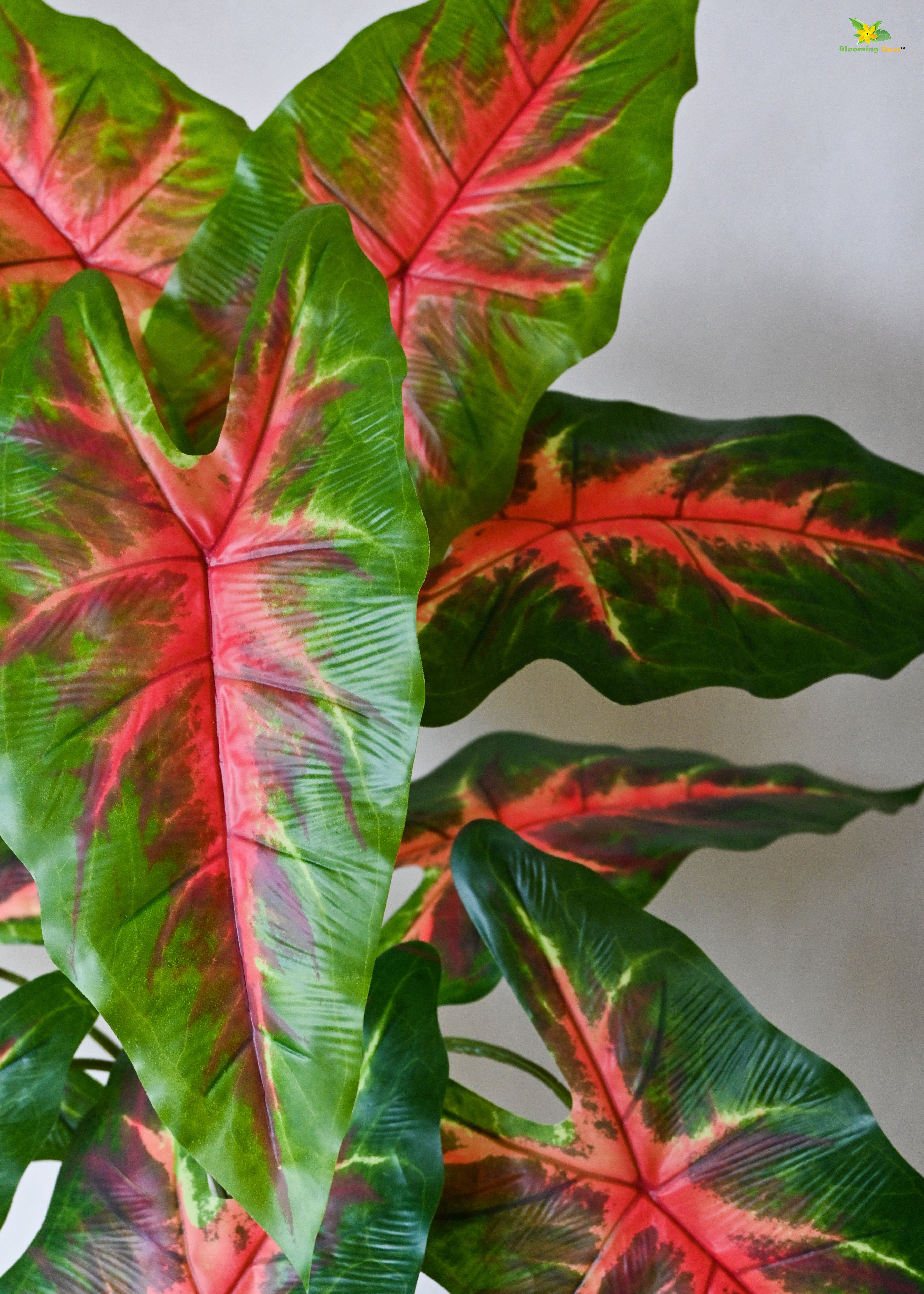 Artificial Red Patched Caladium Plant for Decor | 12 Leaves with Basic Pot | 78.7 cm