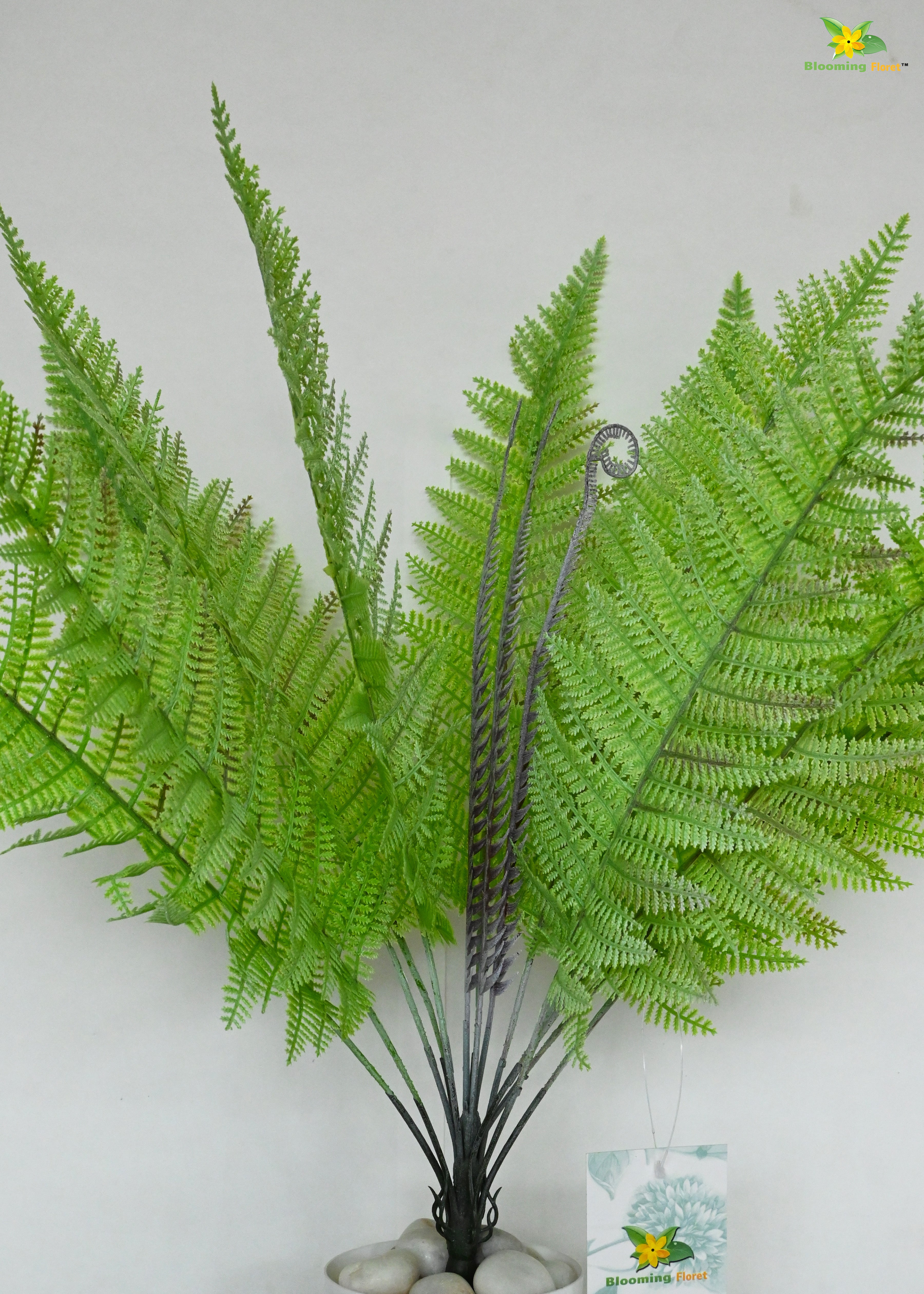 Evergreen Foliage Wood Fern Plant | Light Green