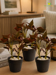 Artificial Money Plant Succulent | Maroon | 15 cm | Set of 3