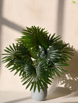 Tropical Breeze Fan Palm Plant