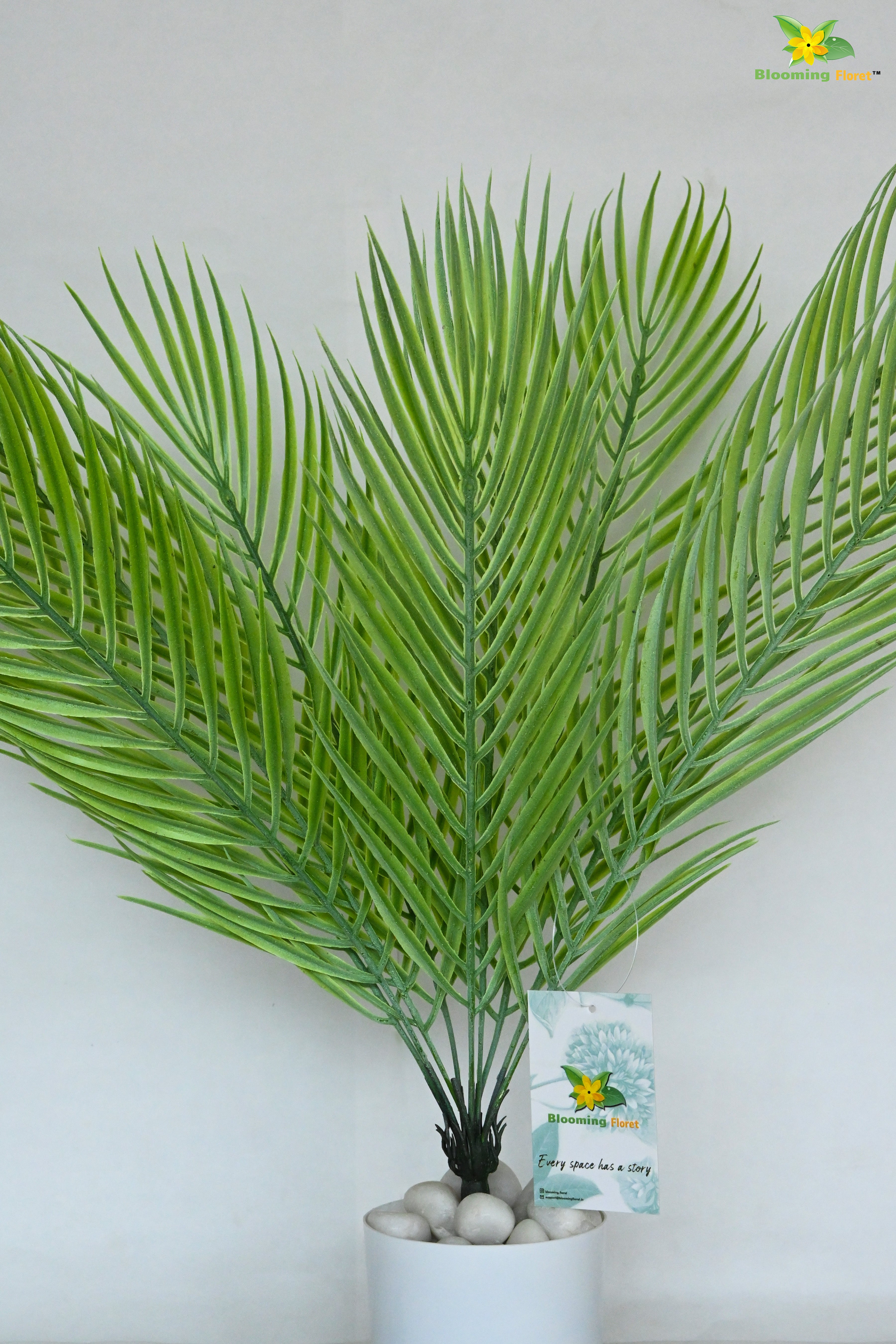 Eternal Zen Areca Palm Plant | Light Green