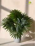 Tropical Breeze Fan Palm Plant
