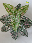 Artificial Web Pattern Caladium Plant – 78 cm, 12 Leaves, with Basic Pot
