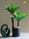 Evergreen Foxtail Agave Plant