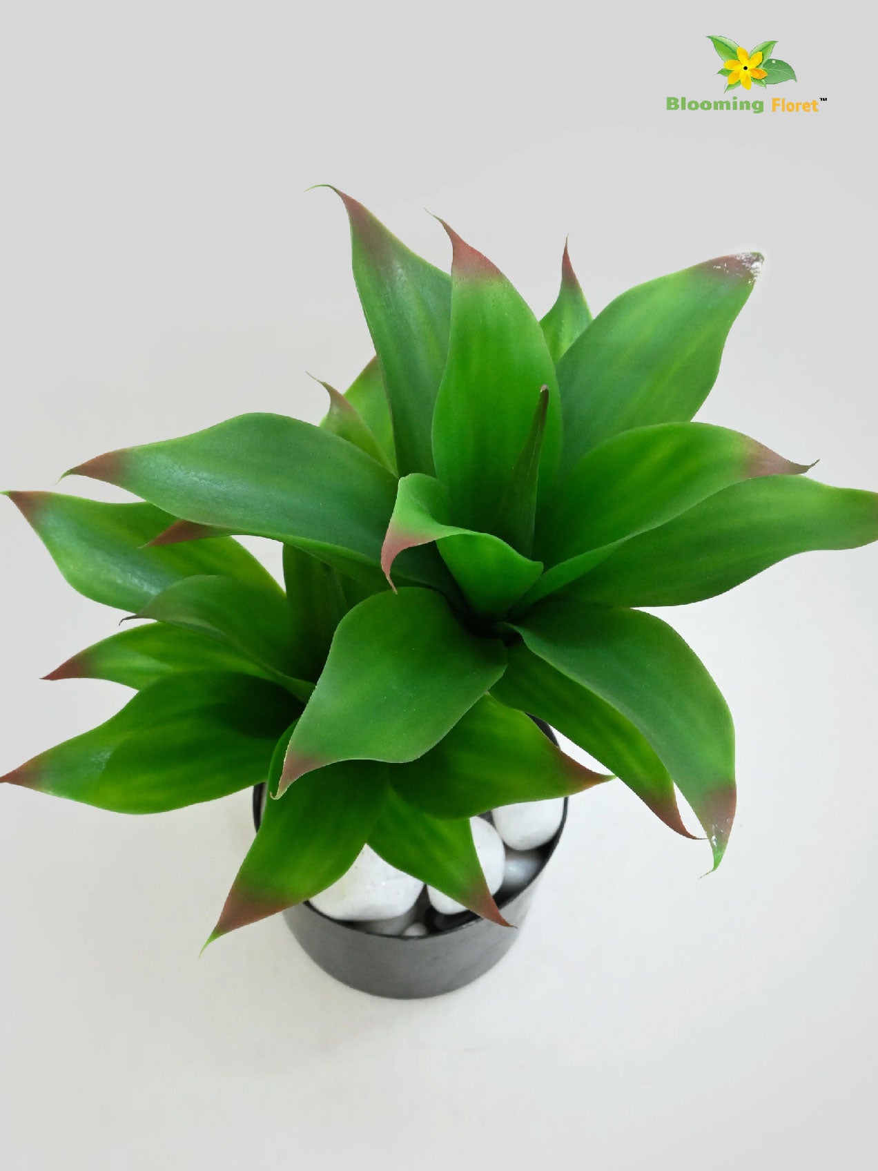 Evergreen Foxtail Agave Plant