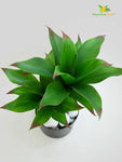 Evergreen Foxtail Agave Plant