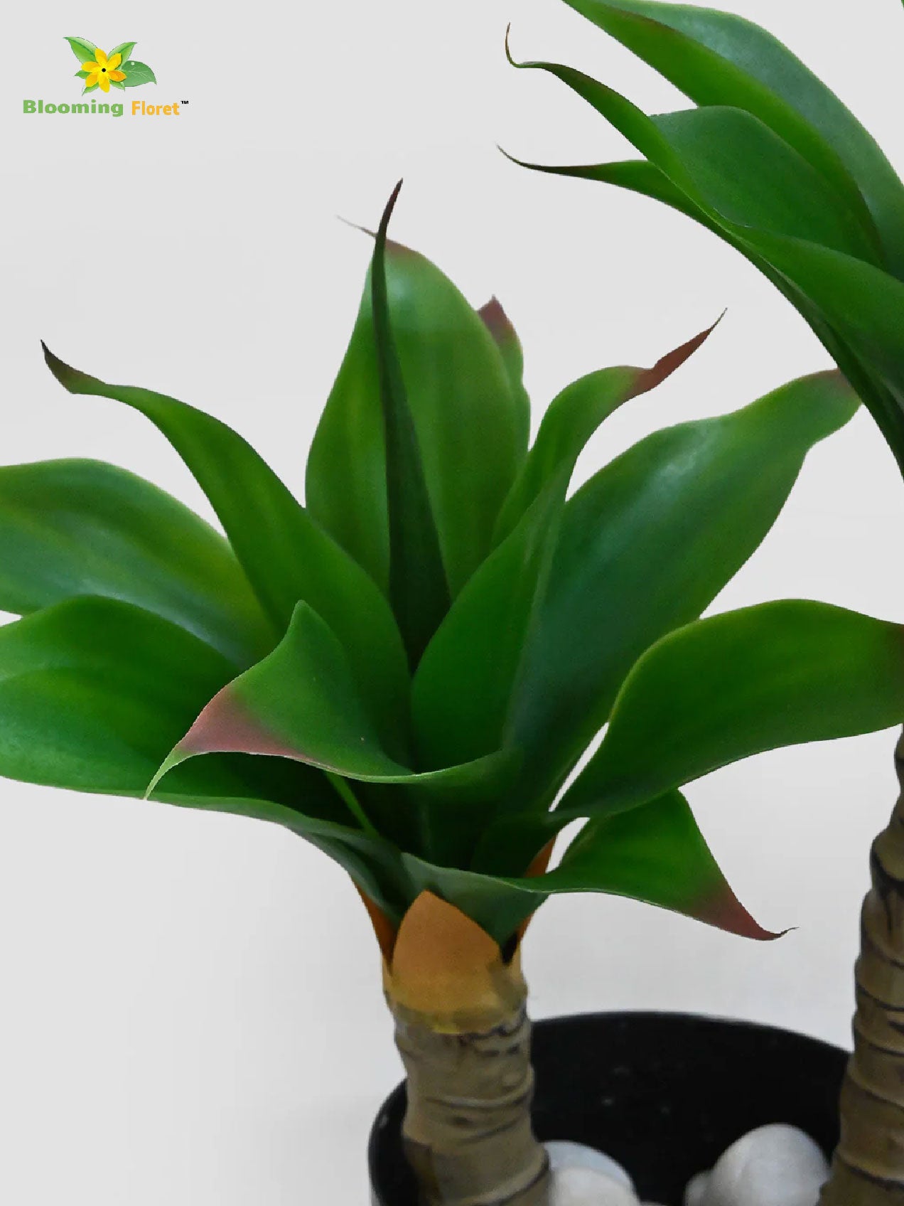Evergreen Foxtail Agave Plant