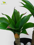 Evergreen Foxtail Agave Plant