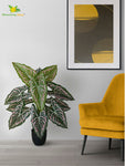 Artificial Web Pattern Caladium Plant – 78 cm, 12 Leaves, with Basic Pot