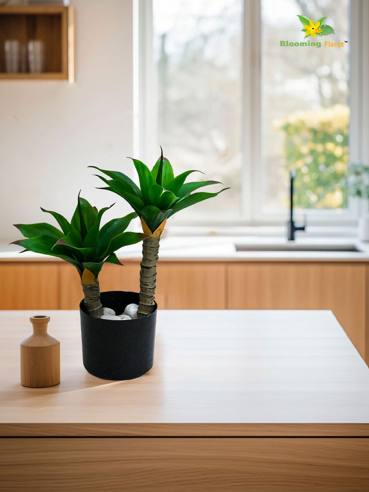 Evergreen Foxtail Agave Plant