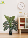 Artificial Web Pattern Caladium Plant – 78 cm, 12 Leaves, with Basic Pot