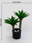 Evergreen Foxtail Agave Plant