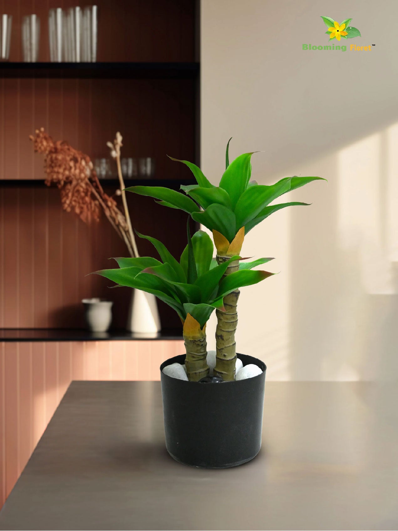 Evergreen Foxtail Agave Plant