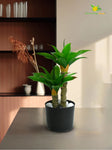 Evergreen Foxtail Agave Plant