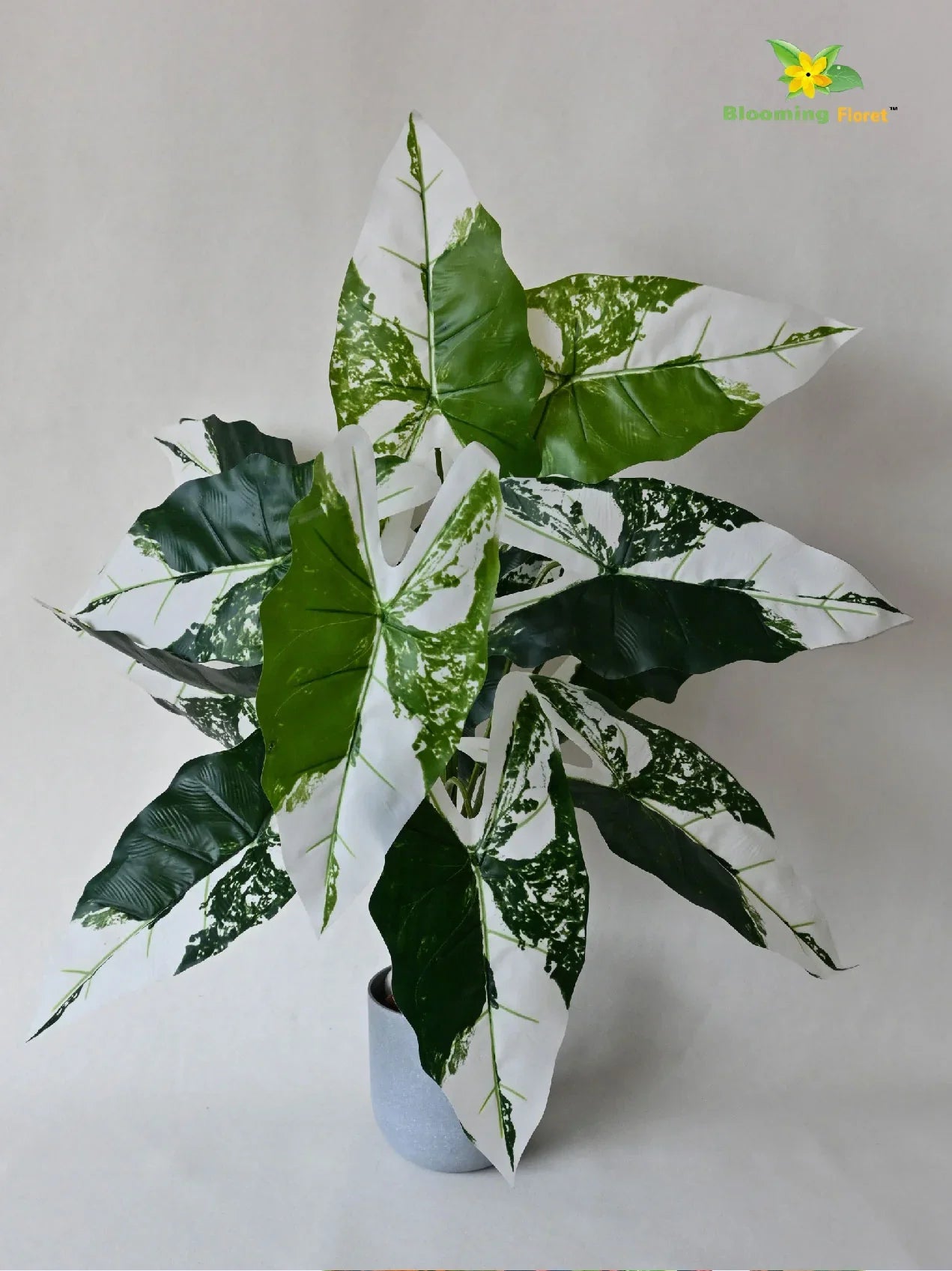 Artificial Caladium Plant – 78 cm, 12 Green and White Leaves, with Basic Pot