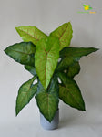 Artificial Caladium Plant – 78 cm, 12 Green Leaves, with Basic Pot
