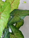 Artificial Caladium Plant – 78 cm, 12 Green Leaves, with Basic Pot
